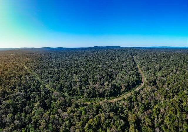 El modelo de conservación de Misiones llega al Senado: Argentina podría generar hasta US$ 3.900 millones anuales con los mercados de carbono