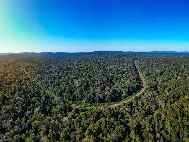 El modelo de conservación de Misiones llega al Senado: Argentina podría generar hasta US$ 3.900 millones anuales con los mercados de carbono